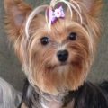 1 Year Old Yorkie