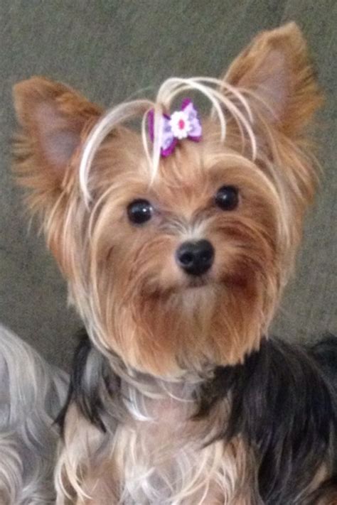 1 Year Old Yorkie