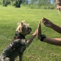 10 Commands Every Yorkie Should Know