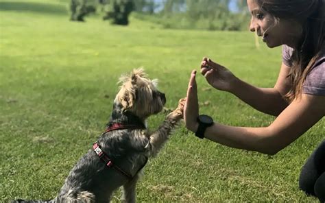 10 Commands Every Yorkie Should Know