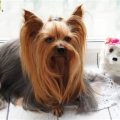 10 Fun Facts About Yorkies