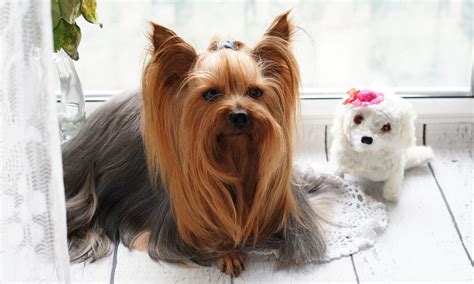 10 Fun Facts About Yorkies