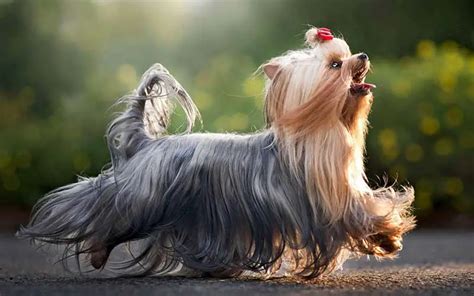 10 Fun Facts About Yorkshire Terriers You Should Know