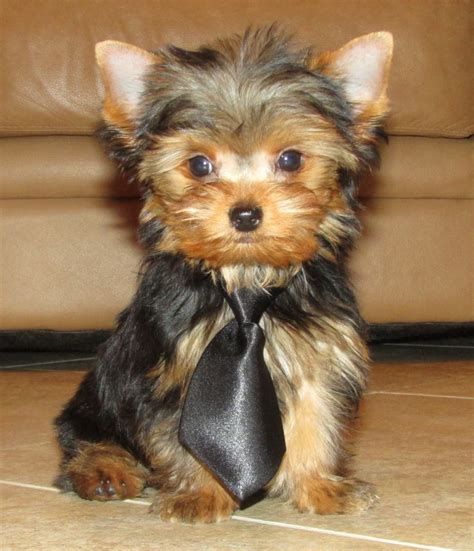 10 Week Old Yorkie Puppy