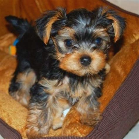 10 Week Yorkie