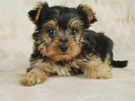 100 Yorkie Puppies