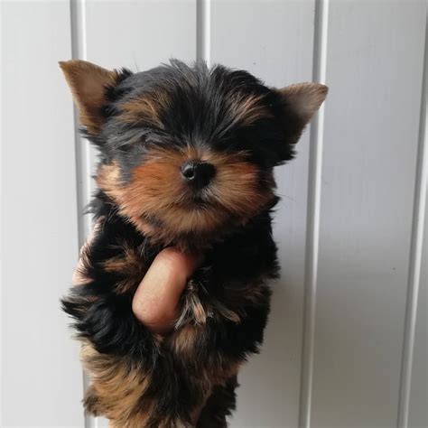 12 Week Old Yorkie