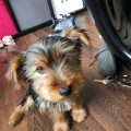 12 Week Old Yorkshire Terrier