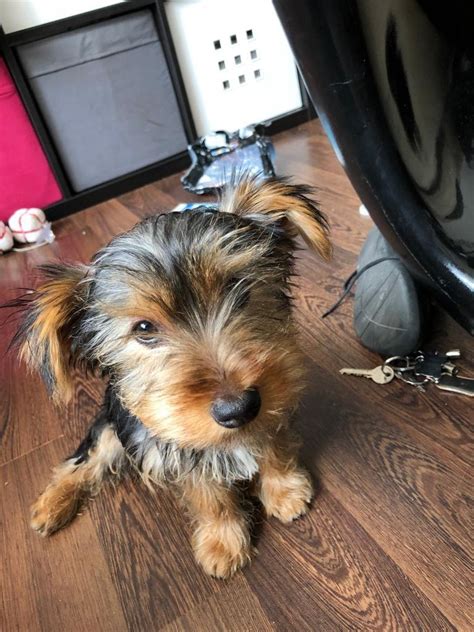 12 Week Old Yorkshire Terrier