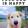 14 Signs Your Dog Is Happy