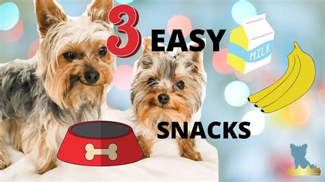 15 Healthy Yorkie Snack Ideas