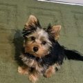 16 Week Old Yorkie