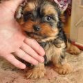 2 Month Old Yorkie