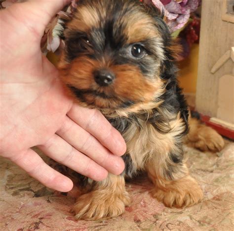 2 Month Old Yorkie Puppy