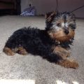 3 Month Old Yorkie