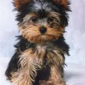 3 Month Yorkie