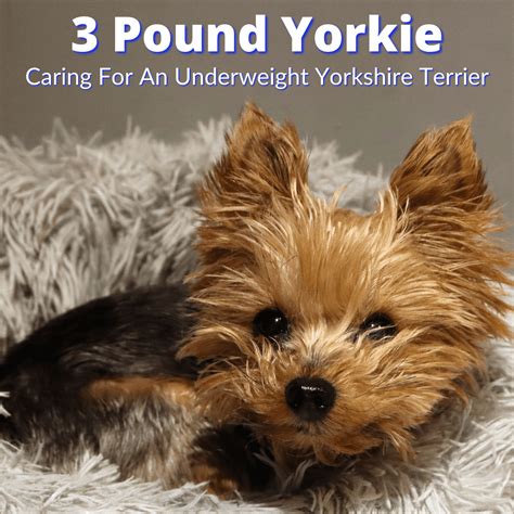 3 Pound Yorkie