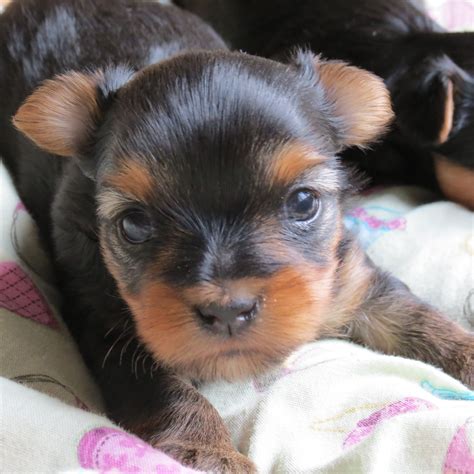 3 Week Old Yorkies