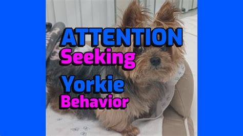 4 Common Yorkie Attention-Seeking Behaviors