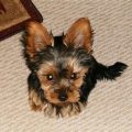 4 Month Old Yorkie