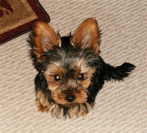 4 Month Old Yorkie