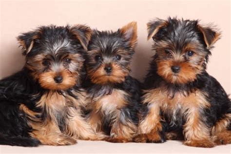 4 Pioneer Breeders Who Developed Yorkies