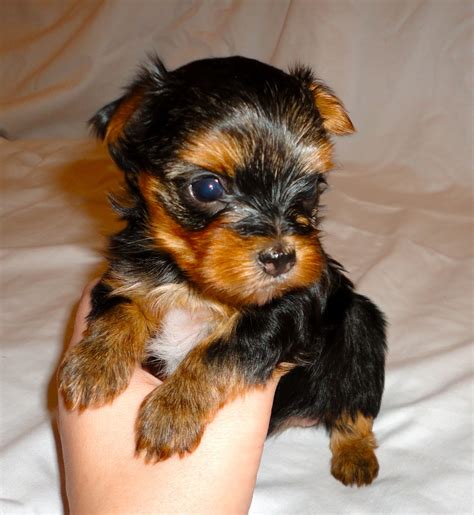 4 Week Yorkie Puppies