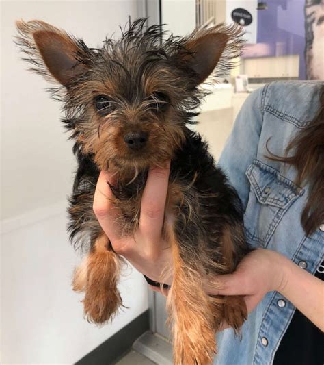 5 Month Yorkie