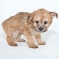 5 Pound Yorkie Poo