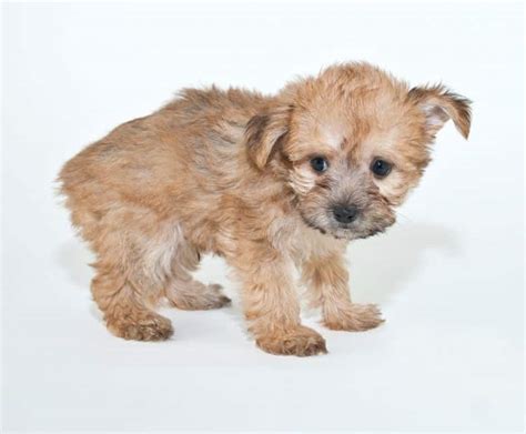 5 Pound Yorkie Poo