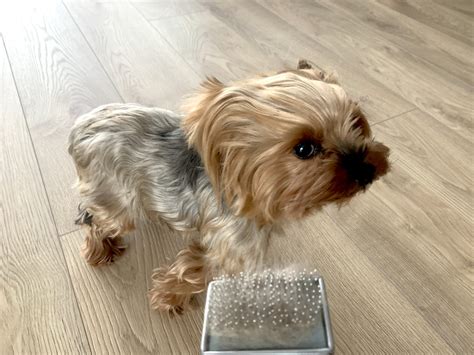 5 Quick Tips to Reduce Yorkie Hair Loss