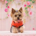 5 Reasons Why Yorkie Grooming is a Must