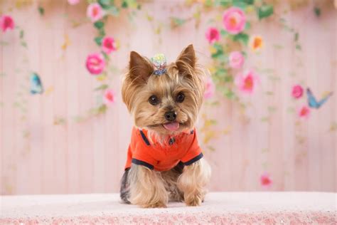 5 Reasons Why Yorkie Grooming is a Must