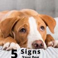 5 Signs Your Dog Trusts You