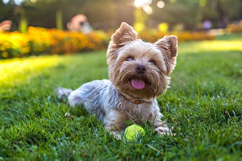 5 Tips for Yorkshire Terriers in Hot Weather