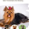 5 Victorian Era Secrets of Yorkshire Terriers