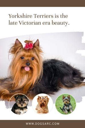 5 Victorian Era Secrets of Yorkshire Terriers