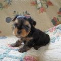 5 Week Old Yorkie