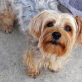 5 Yorkie Grooming Myths You Need to Stop Believing