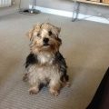 6 Month Old Yorkshire Terrier