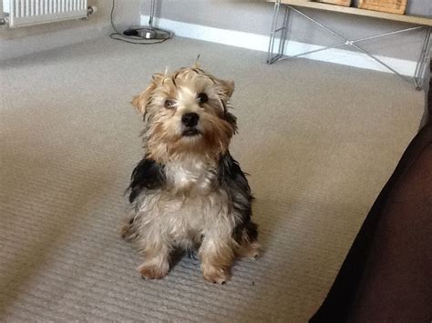 6 Month Old Yorkshire Terrier