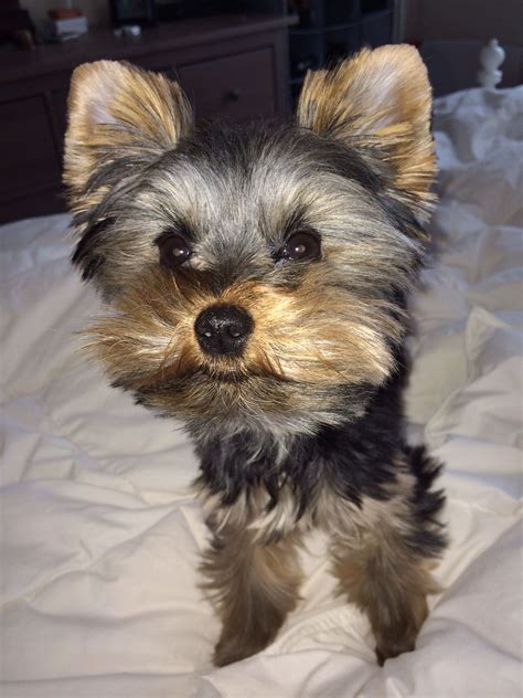 6 Month Yorkie