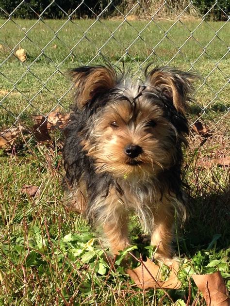 6 Pound Yorkie