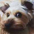 6 Reasons Why Yorkies Make Amazing First-Time Dogs