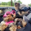 6 Signs Your Yorkie Is Too Excited