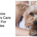 6 Summer Care Essentials for Yorkshire Terriers