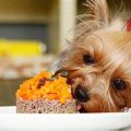 6 Vegetables Your Yorkie Will Love