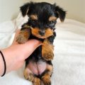 6 Week Old Yorkies