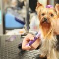 6 Yorkshire Terrier Grooming Tips You Need