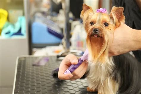 6 Yorkshire Terrier Grooming Tips You Need